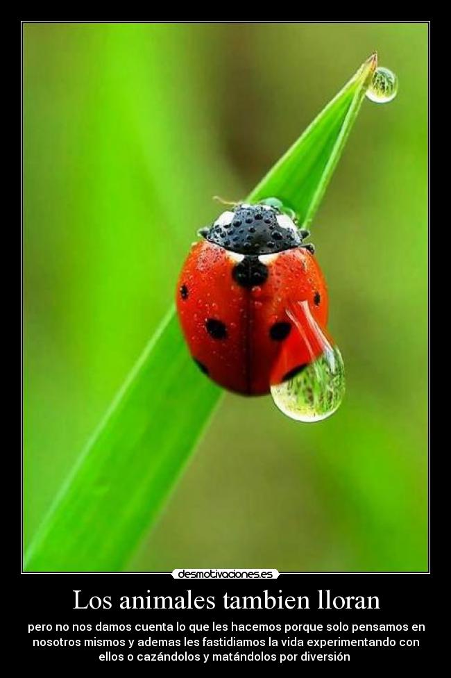 carteles animales lixini desmotivaciones