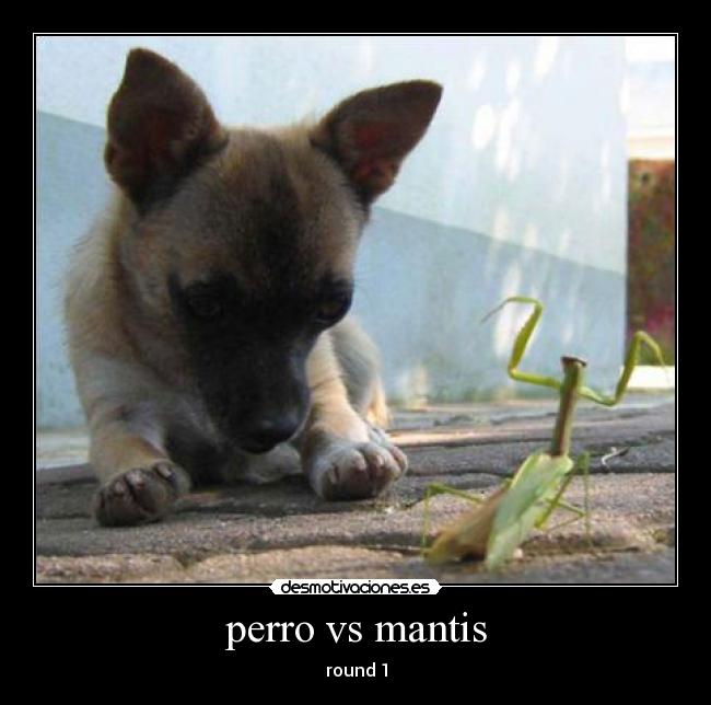 perro vs mantis -