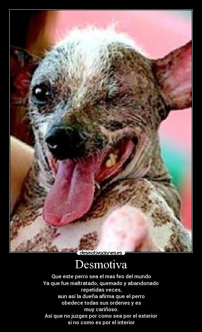 Desmotiva - Que este perro sea el mas feo del mundo
Ya que fue maltratado, quemado y abandonado
repetidas veces,
aun asi la dueña afirma que el perro
obedece todas sus ordenes y es
muy cariñoso.
Así que no juzges por como sea por el exterior
si no como es por el interior