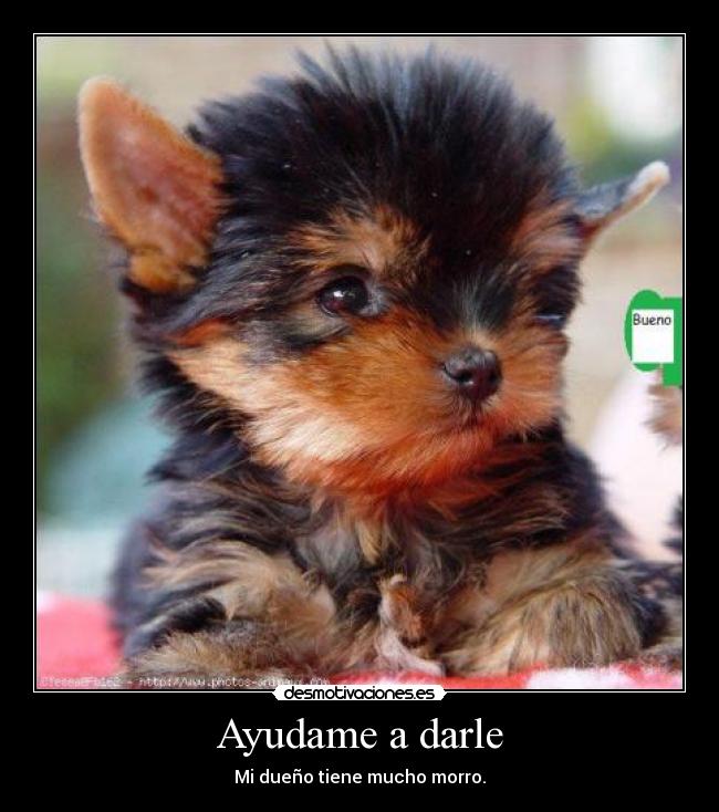 Ayudame a darle - Mi dueño tiene mucho morro.