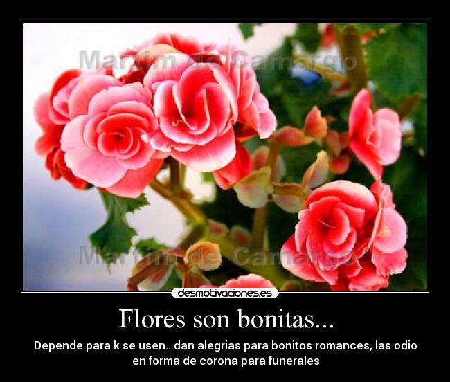Flores son bonitas... -