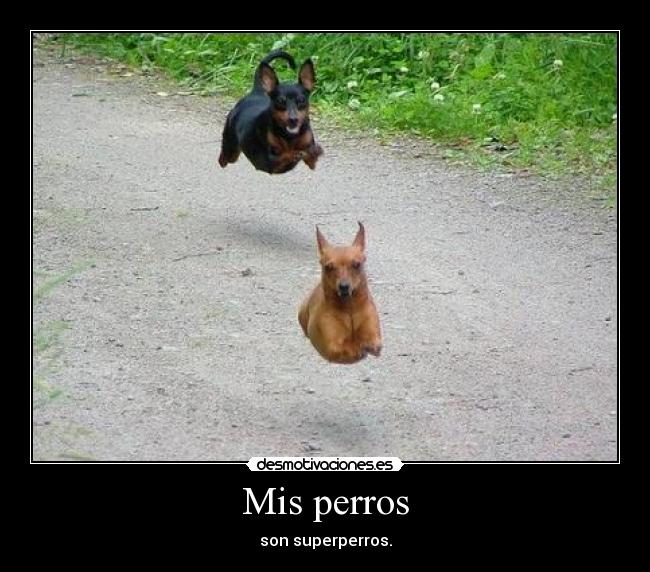 Mis perros -