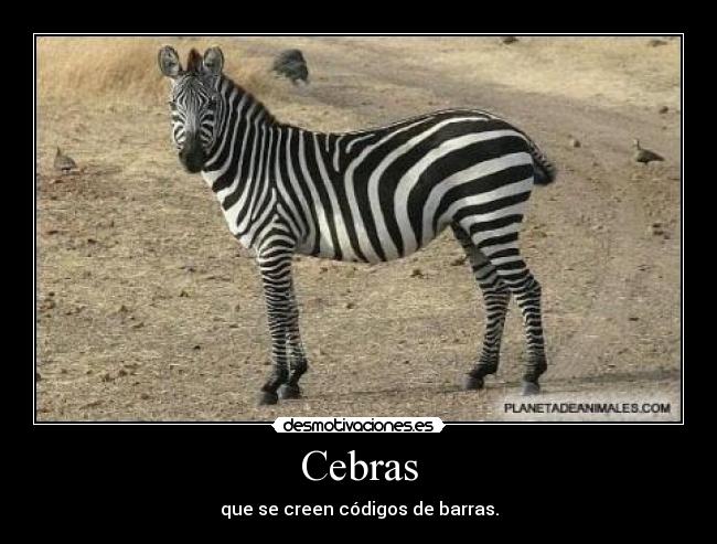 Cebras -
