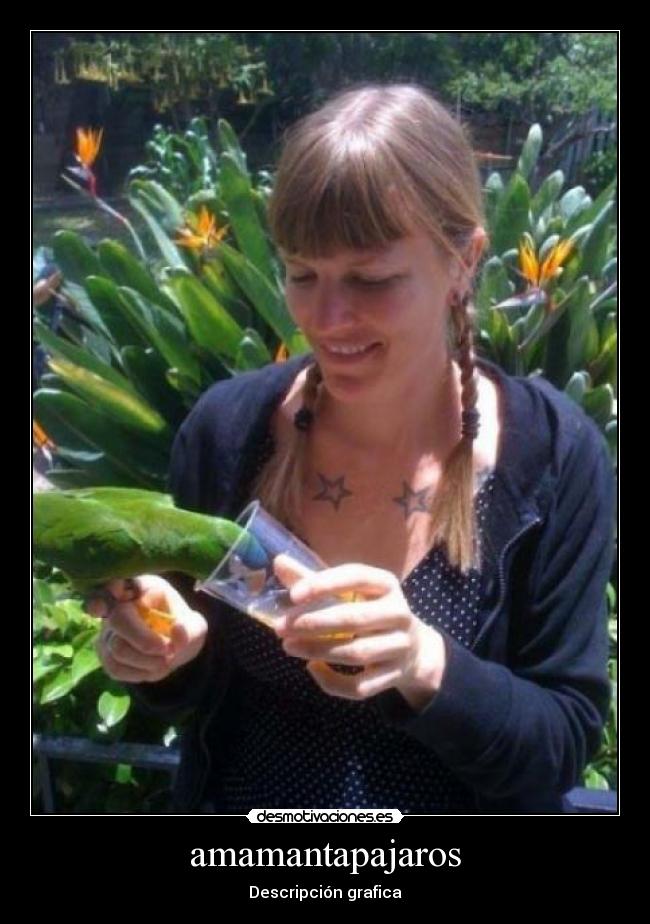 amamantapajaros - Descripción grafica