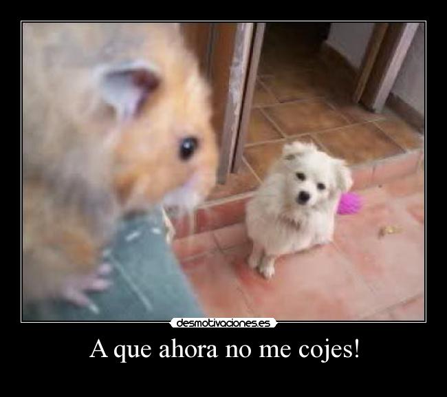 A que ahora no me cojes! -