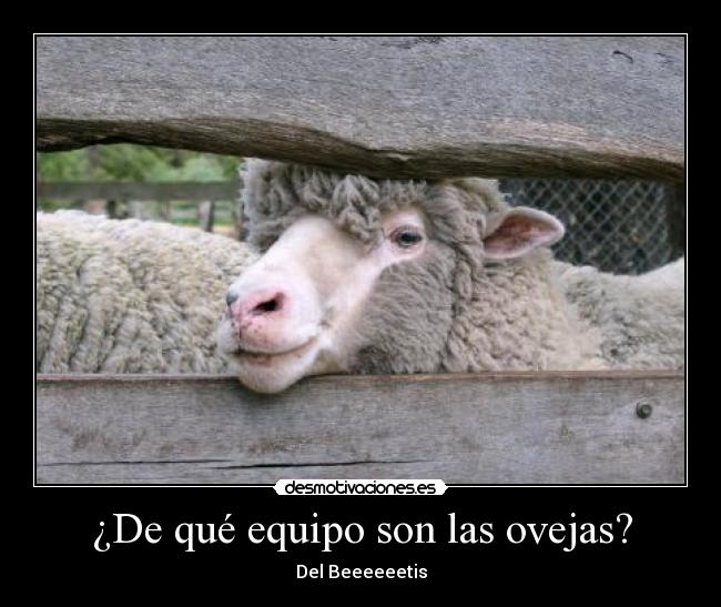 ¿De qué equipo son las ovejas? -