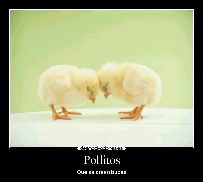 Pollitos - Que se creen budas