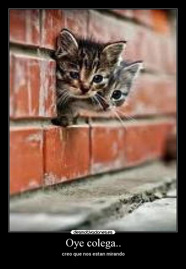 Oye colega.. - creo que nos estan mirando
