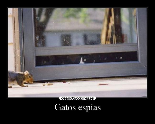 Gatos espías - 