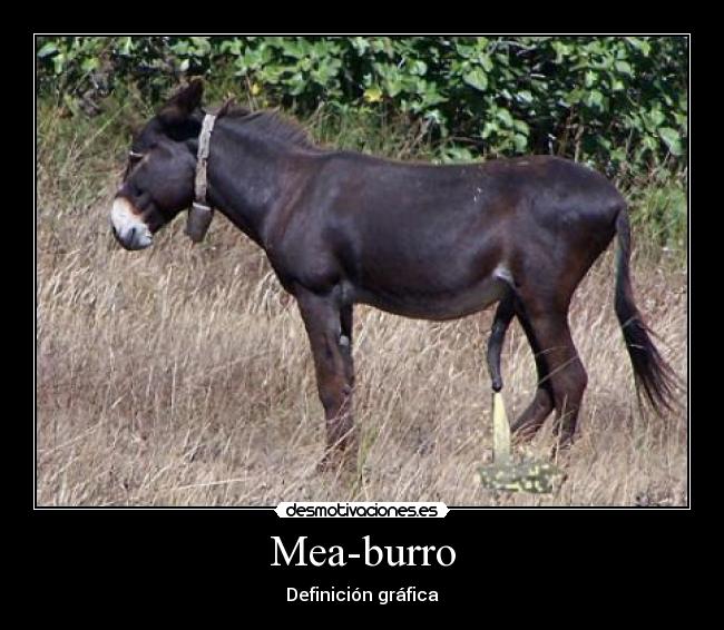 Mea-burro - Definición gráfica