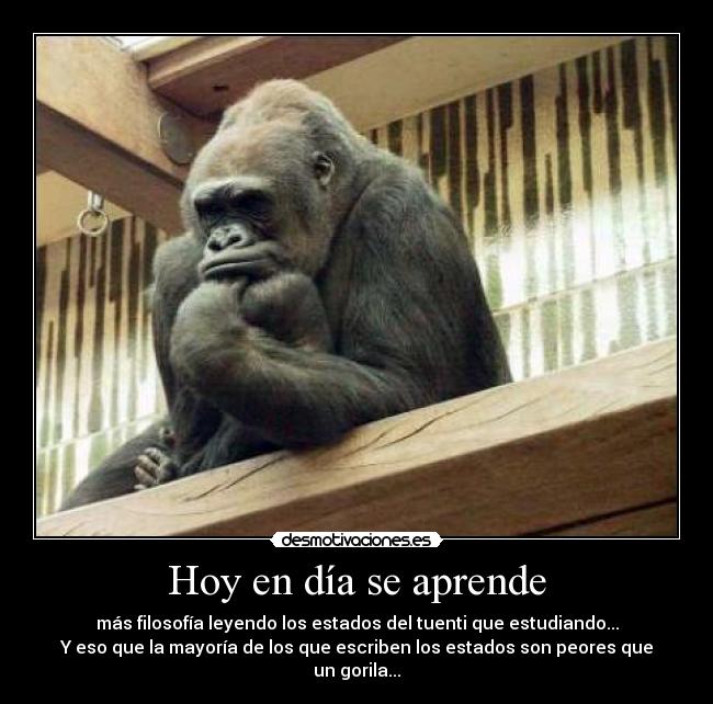 carteles filosofia gorila estados tuenti desmotivaciones