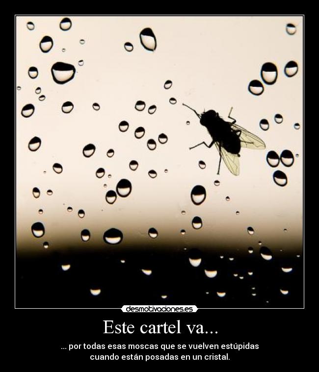 Este cartel va... - ... por todas esas moscas que se vuelven estúpidas
cuando están posadas en un cristal.
