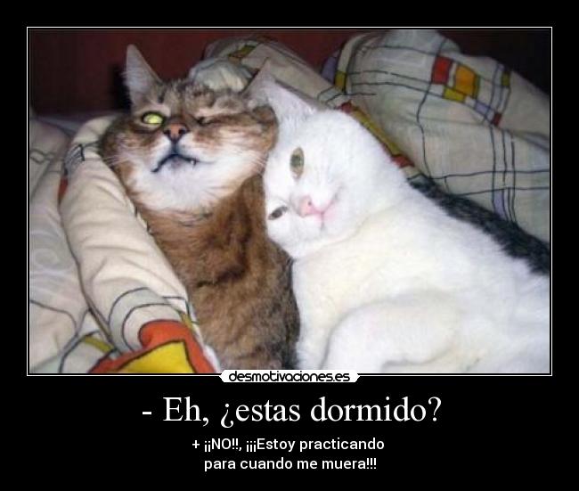 carteles gato desmotivaciones