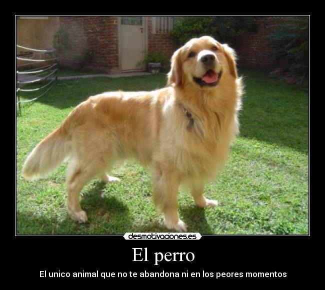 El perro -