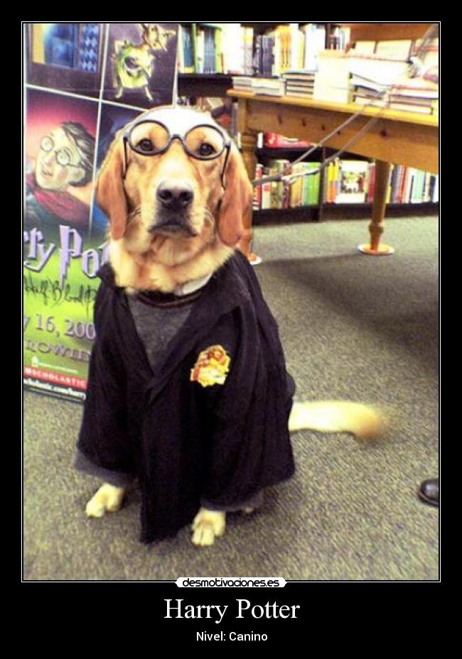 Harry Potter - Nivel: Canino