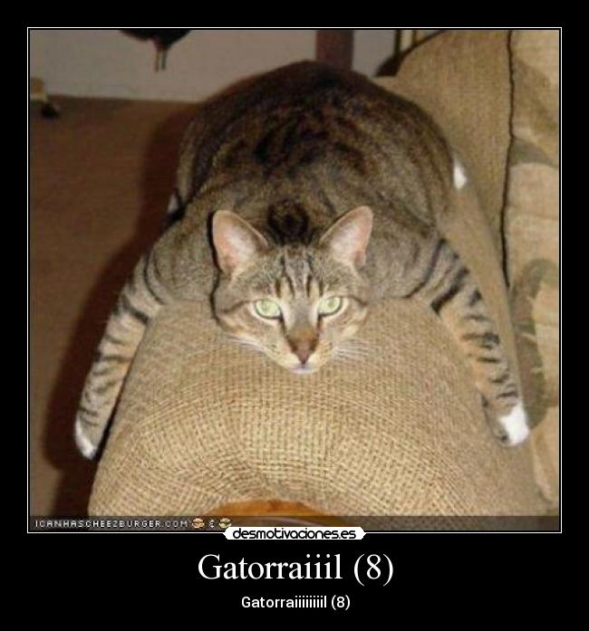 Gatorraiiil (8) - 