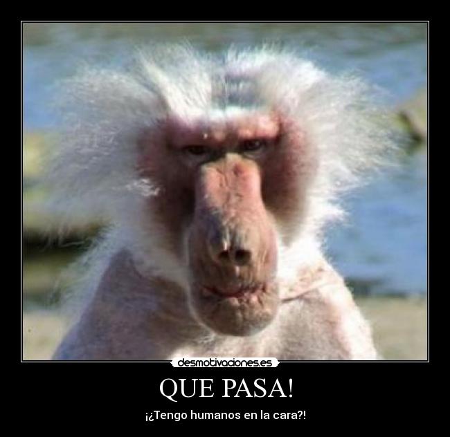 QUE PASA! - ¡¿Tengo humanos en la cara?!