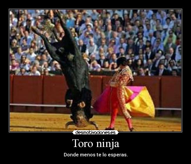 Toro ninja - Donde menos te lo esperas.