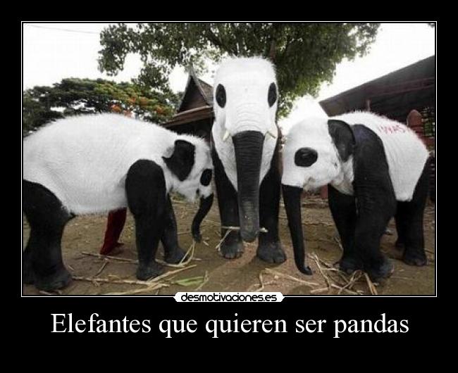 Elefantes que quieren ser pandas -