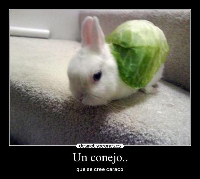 Un conejo.. - que se cree caracol