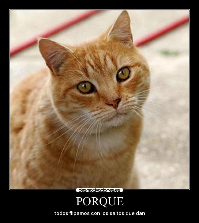PORQUE - 