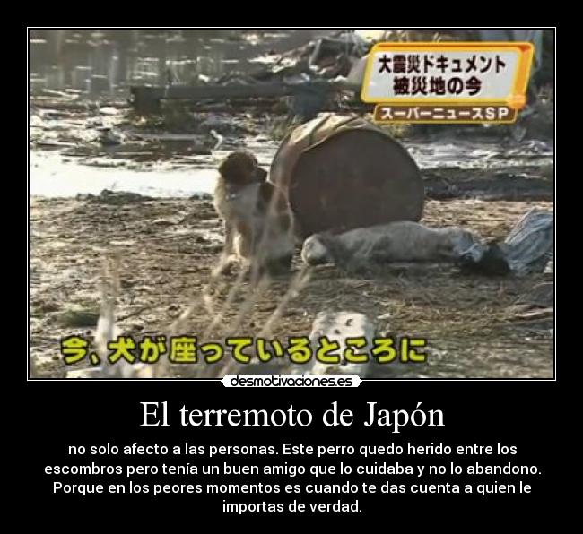 El terremoto de Japón - no solo afecto a las personas. Este perro quedo herido entre los
escombros pero tenía un buen amigo que lo cuidaba y no lo abandono.
Porque en los peores momentos es cuando te das cuenta a quien le
importas de verdad.