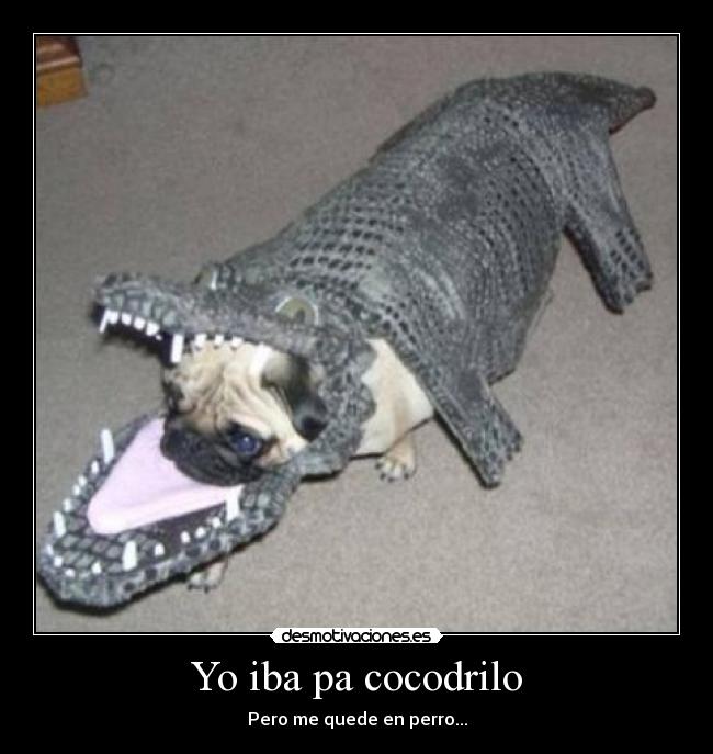 Yo iba pa cocodrilo - Pero me quede en perro...
