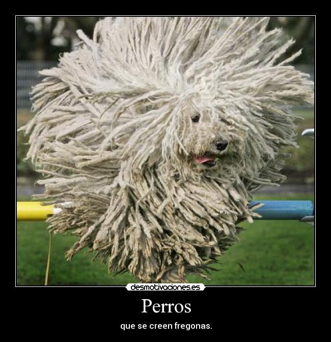 Perros - que se creen fregonas.