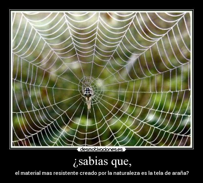 ¿sabias que, -