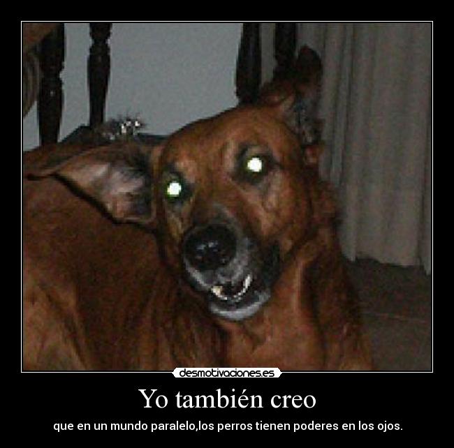 Yo también creo - que en un mundo paralelo,los perros tienen poderes en los ojos.
