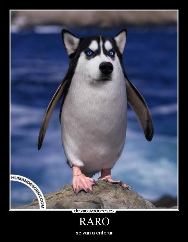 RARO - se van a enterar