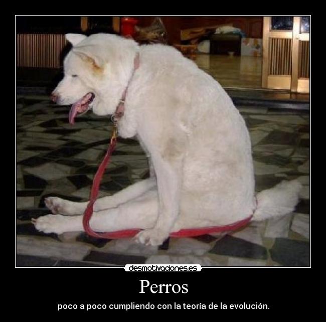 Perros -