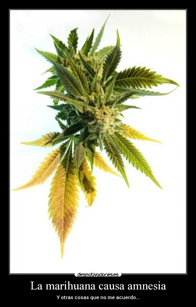 La marihuana causa amnesia - 