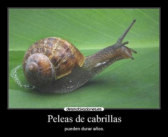 Peleas de cabrillas -