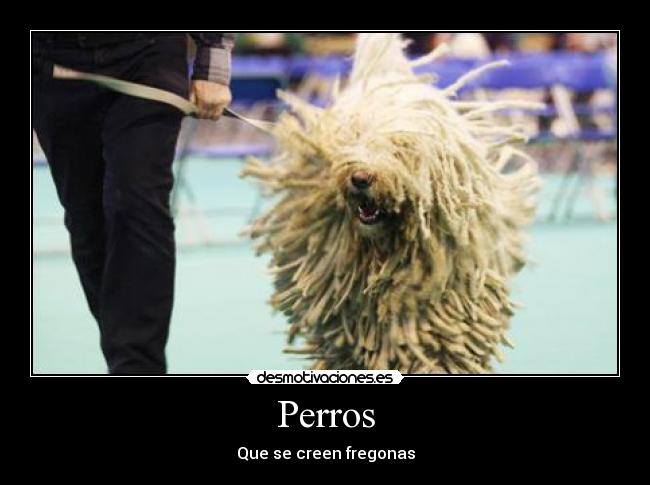 Perros - 