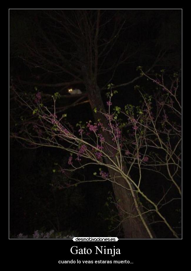 Gato Ninja - 