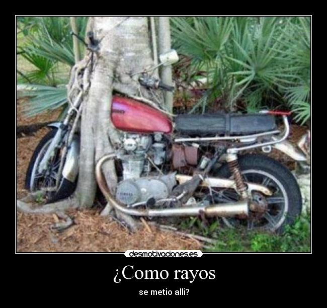 ¿Como rayos - se metio alli?