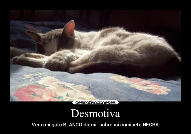 Desmotiva - Ver a mi gato BLANCO dormir sobre mi camiseta NEGRA.
