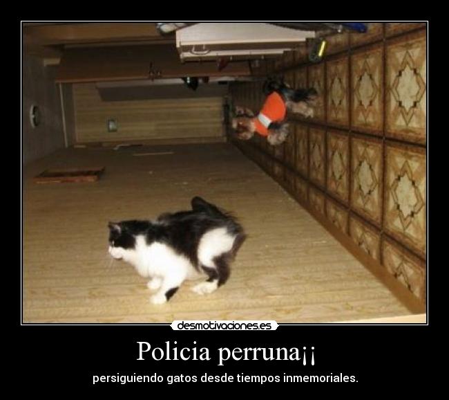 Policia perruna¡¡ - persiguiendo gatos desde tiempos inmemoriales.