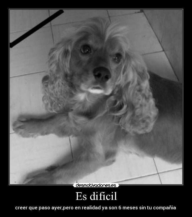 carteles perroscocker spaniel dievoshka desmotivaciones