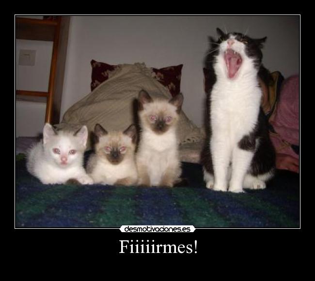 Fiiiiirmes! - 