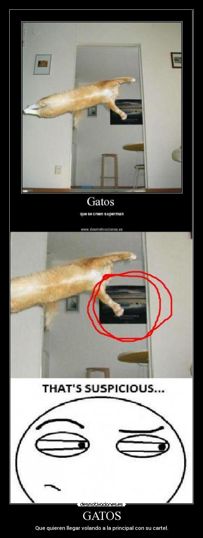 GATOS -
