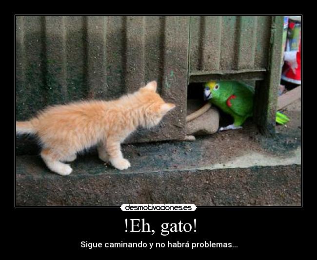 carteles animales desmotivaciones