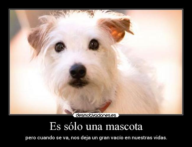 Es sólo una mascota - 