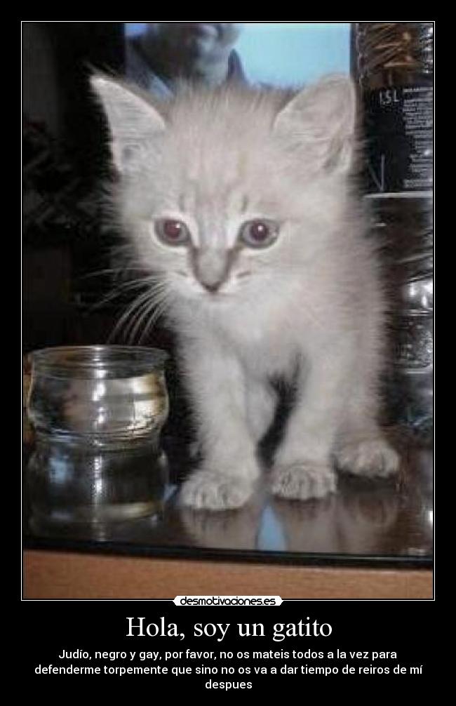 Hola, soy un gatito - 