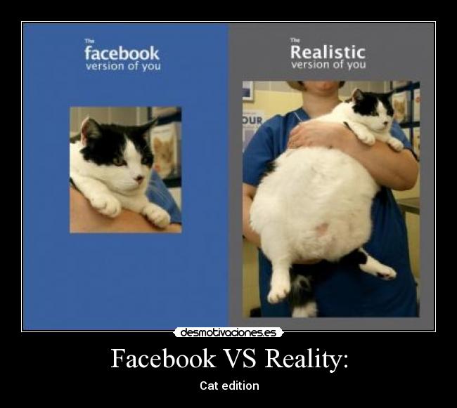 Facebook VS Reality: - Cat edition