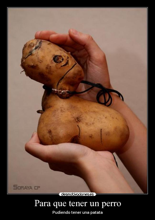 Para que tener un perro - 