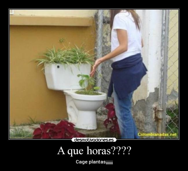 A que horas???? - Cage plantas¡¡¡¡¡¡