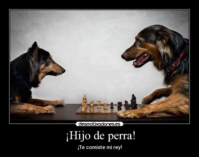 ¡Hijo de perra! - ¡Te comiste mi rey!