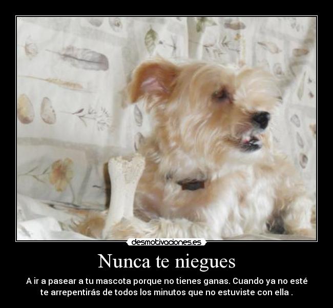 Nunca te niegues - A ir a pasear a tu mascota porque no tienes ganas. Cuando ya no esté
te arrepentirás de todos los minutos que no estuviste con ella .